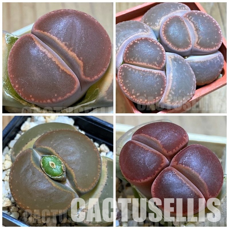 LOT248  20 SEEDS/20 СЕМЕНА  Lithops aucampiae ‘Nugget’  2025