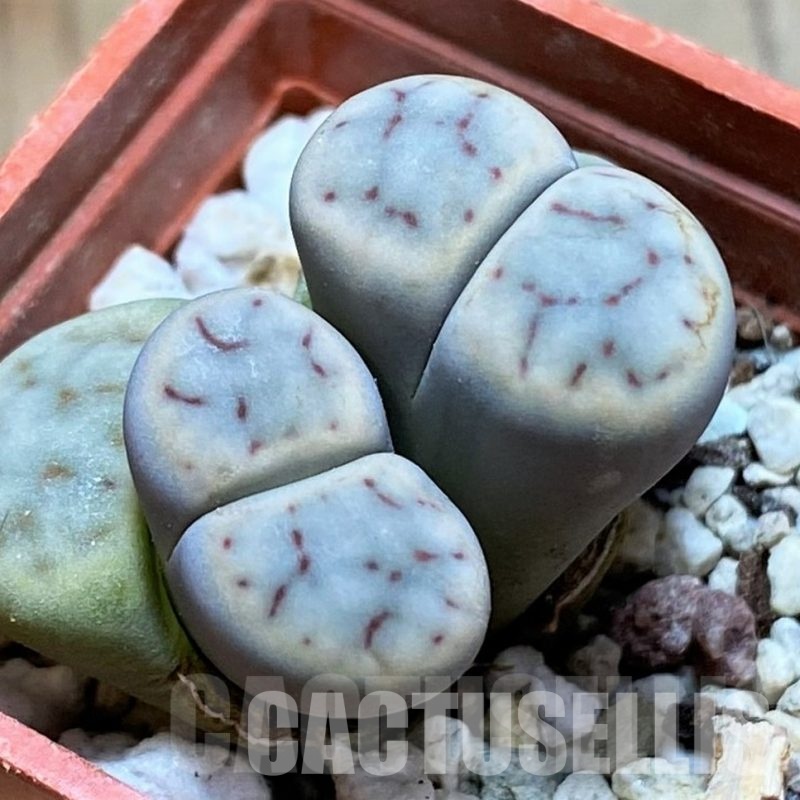 LOT288 50 SEEDS/50 СЕМЕНА  Lithops schwantesii v. marthae  2026