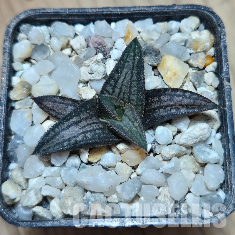 VVG31929 Haworthia ‘Sugriva’ cutting - Image 2