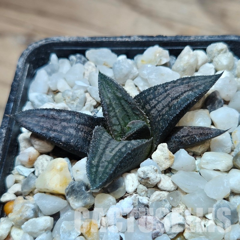 VVG31929 Haworthia ‘Sugriva’  cutting