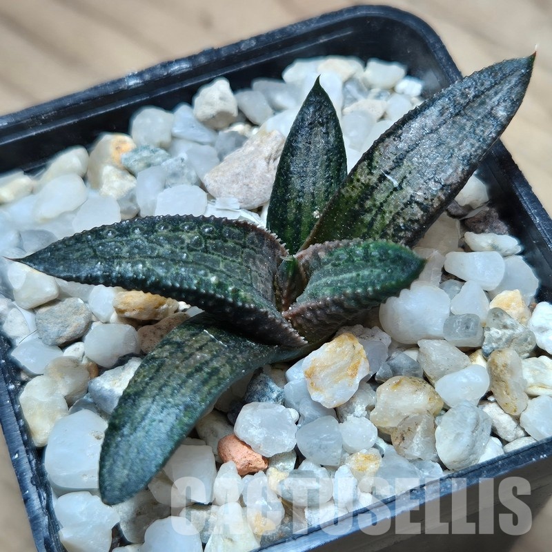 VVG31930 Haworthia koelmaniorum x tesselata F2 cutting