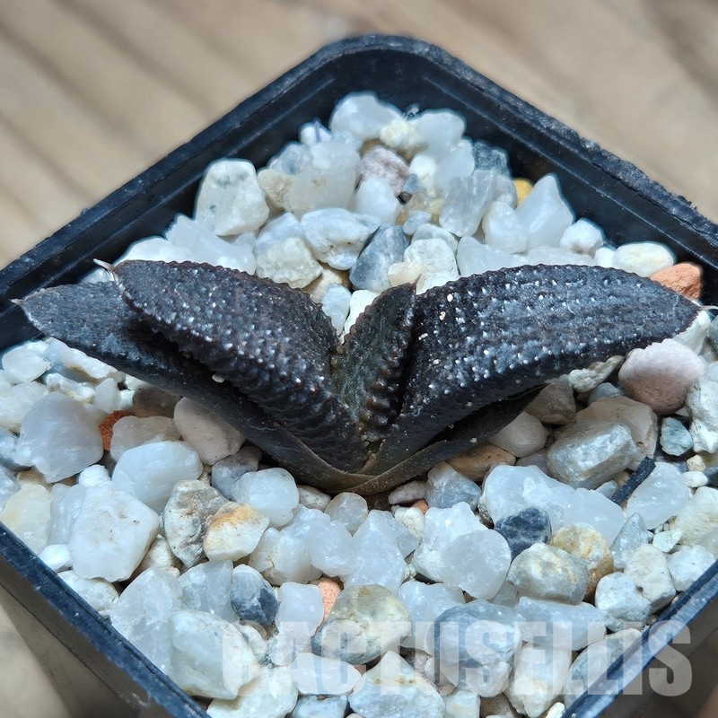 VVG31931 Haworthia koelmaniorum -Mr. Nakao-