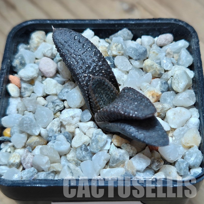 VVG31931 Haworthia koelmaniorum -Mr. Nakao- - Image 2