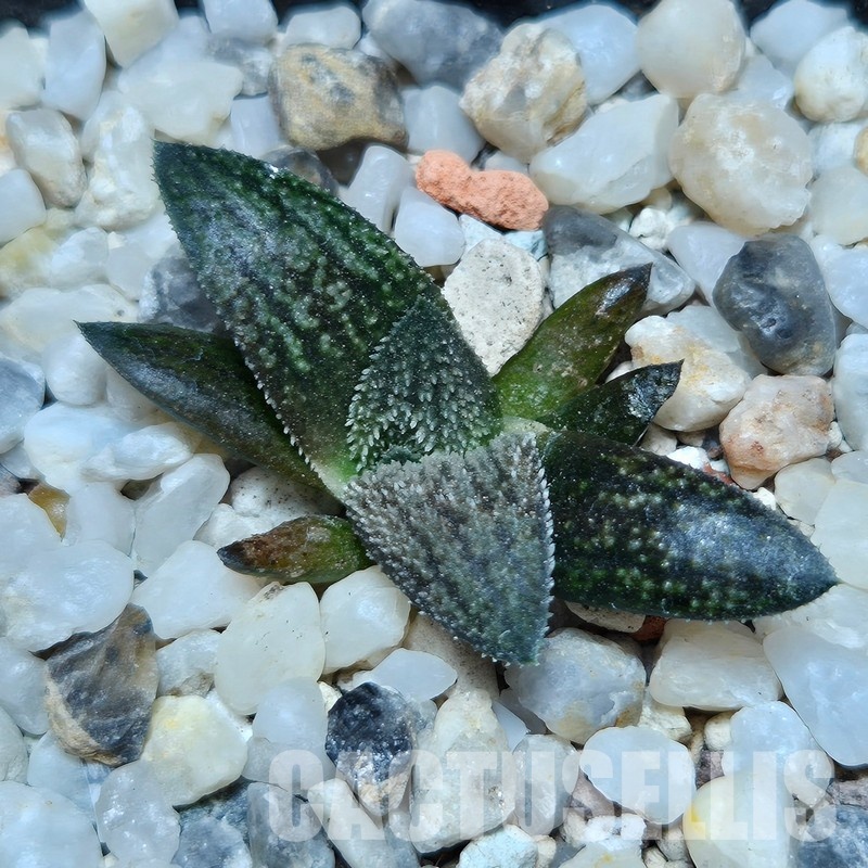 VVG31932 Haworthia ‘Sulphur’ cutting