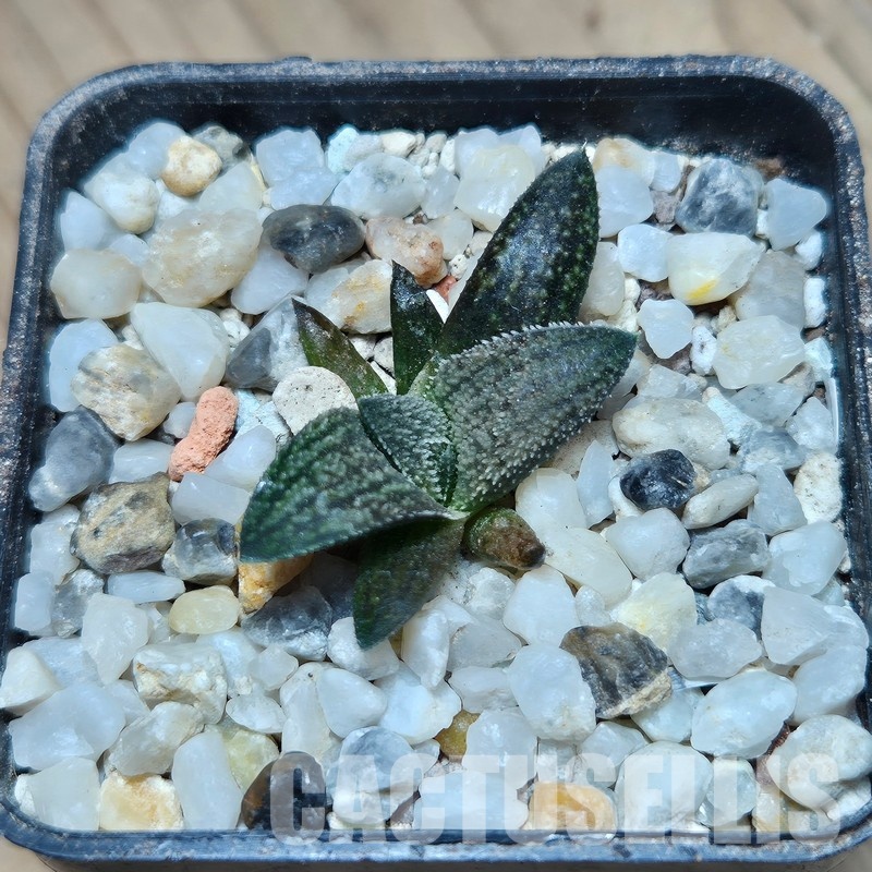 VVG31932 Haworthia ‘Sulphur’ cutting - Image 2