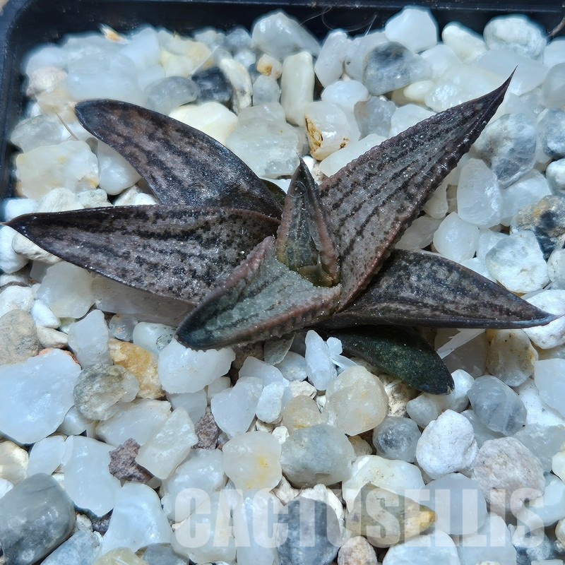 VVG31933  Haworthia ‘Boros’ cutting