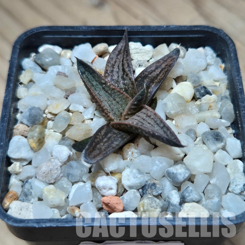 VVG31933 Haworthia ‘Boros’ cutting - Image 2