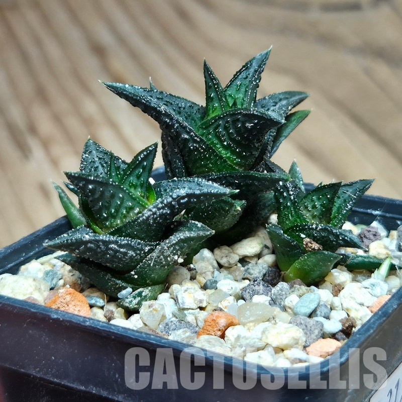 VVG31934 Haworthia nigra