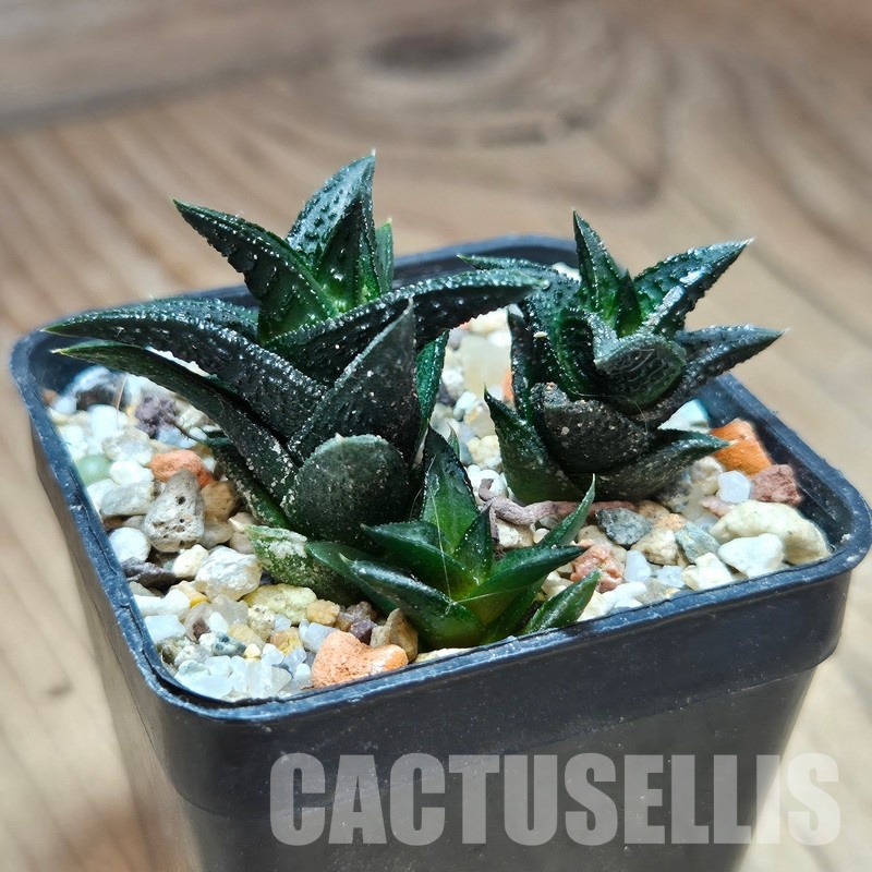 VVG31934 Haworthia nigra - Image 2