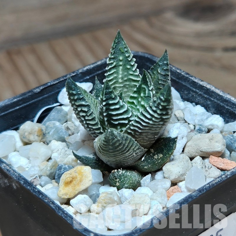 VVG31935 Haworthia limifolia 'Nikola'