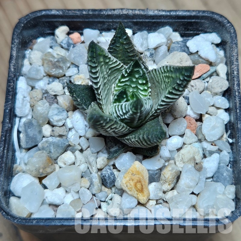 VVG31935 Haworthia limifolia 'Nikola' - Image 2