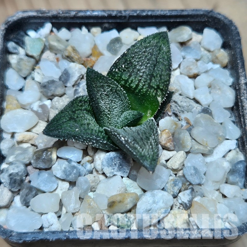 VVG31937 Haworthia ‘Sulphur’ cutting - Image 2