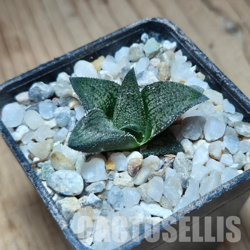 VVG31937 Haworthia ‘Sulphur’ cutting