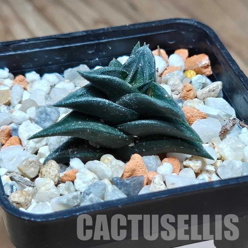 VVG31938 Haworthia viscosa -Damplaas- IB8946