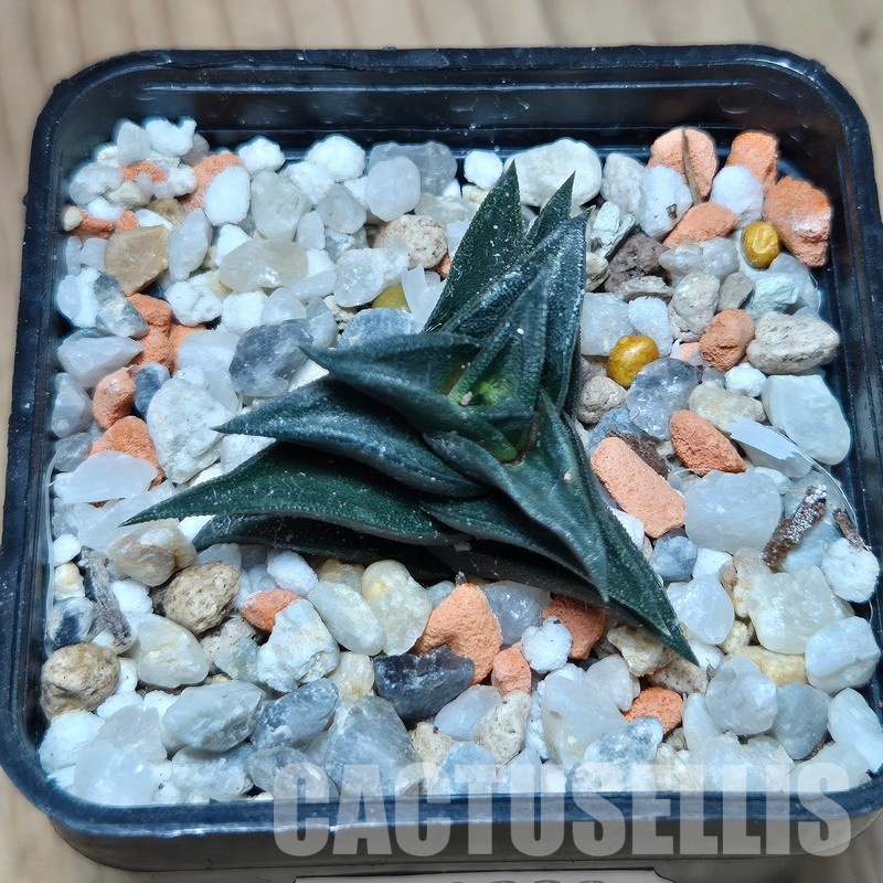 VVG31938 Haworthia viscosa -Damplaas- IB8946 - Image 2