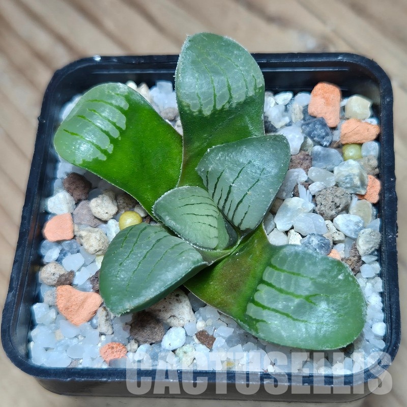 VVG31939 Haworthia springbokvlakensis seedling