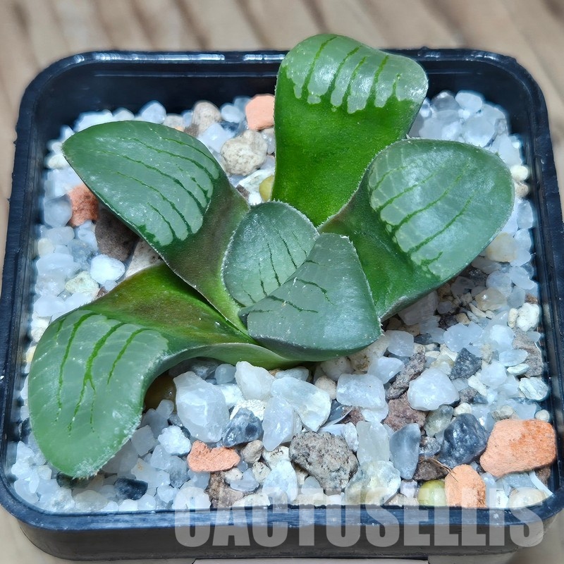 VVG31939 Haworthia springbokvlakensis seedling - Image 2