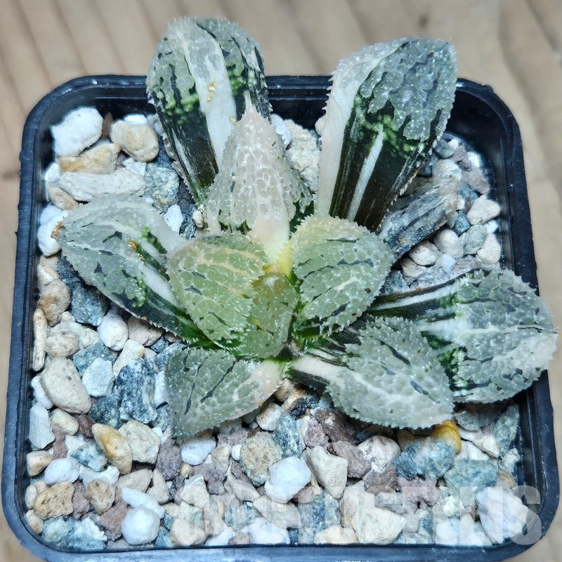 VVG31940 Haworthia ‘Mordor’ f. variegata