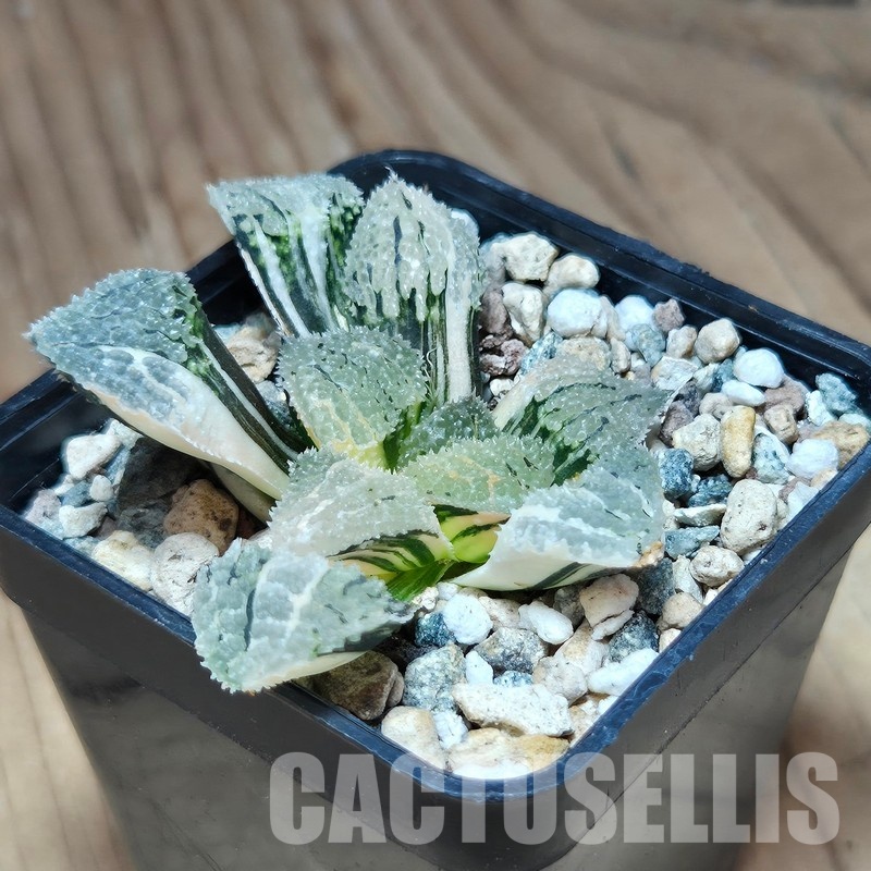 VVG31940 Haworthia ‘Mordor’ f. variegata - Image 2