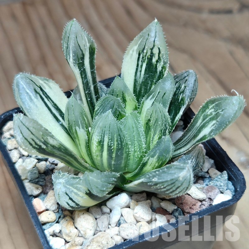VVG31941 Haworthia cooperi v.venusta f. variegata