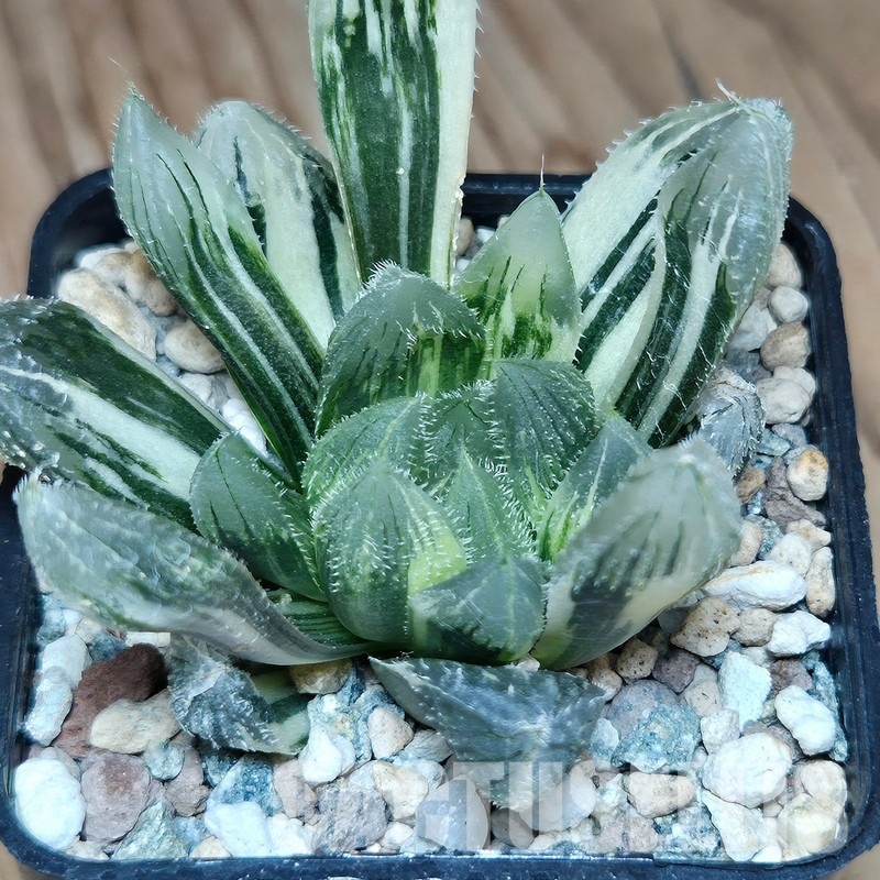 VVG31941 Haworthia cooperi v.venusta f. variegata - Image 2