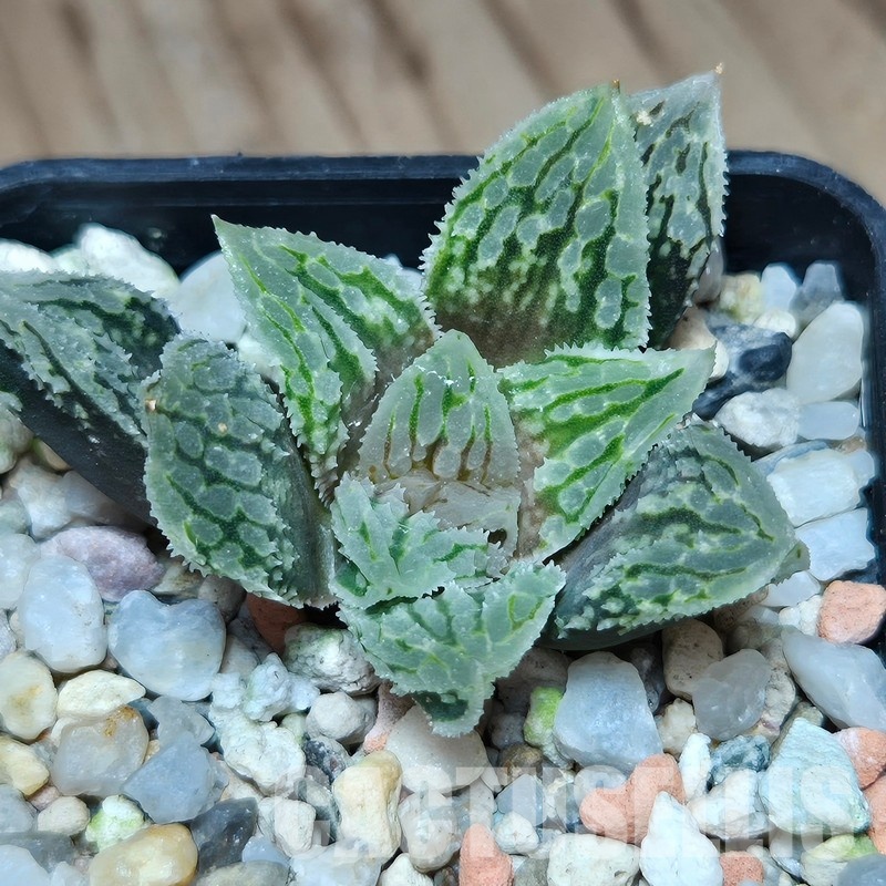 VVG31942  Haworthia VVG30 x ‘Gorbi’ F2 hybrid