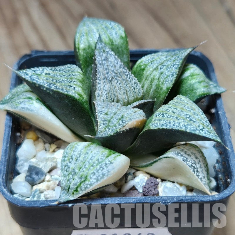 VVG31943  Haworthia splendens f. variegata