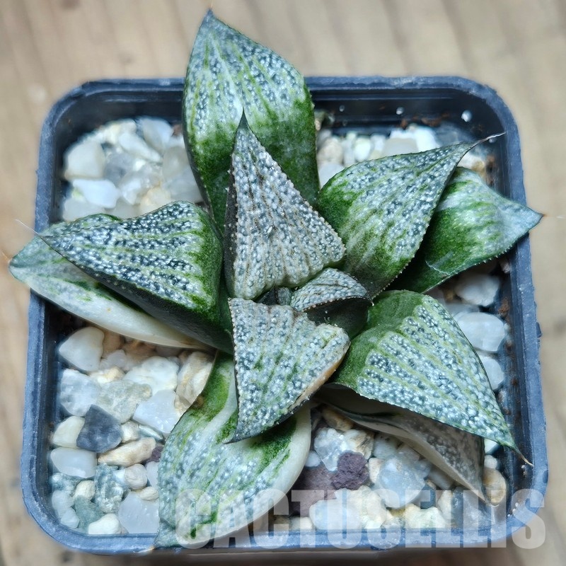 VVG31943 Haworthia splendens f. variegata - Image 2