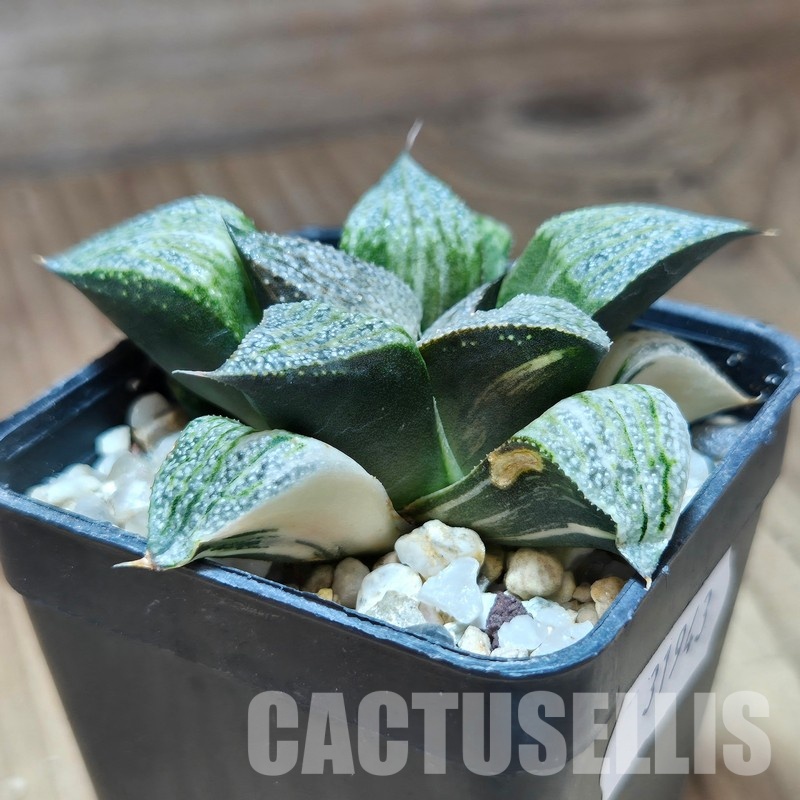 VVG31943 Haworthia splendens f. variegata - Image 3