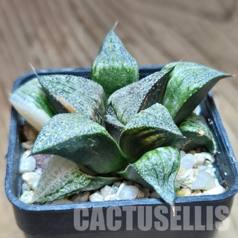 VVG31943 Haworthia splendens f. variegata - Image 4