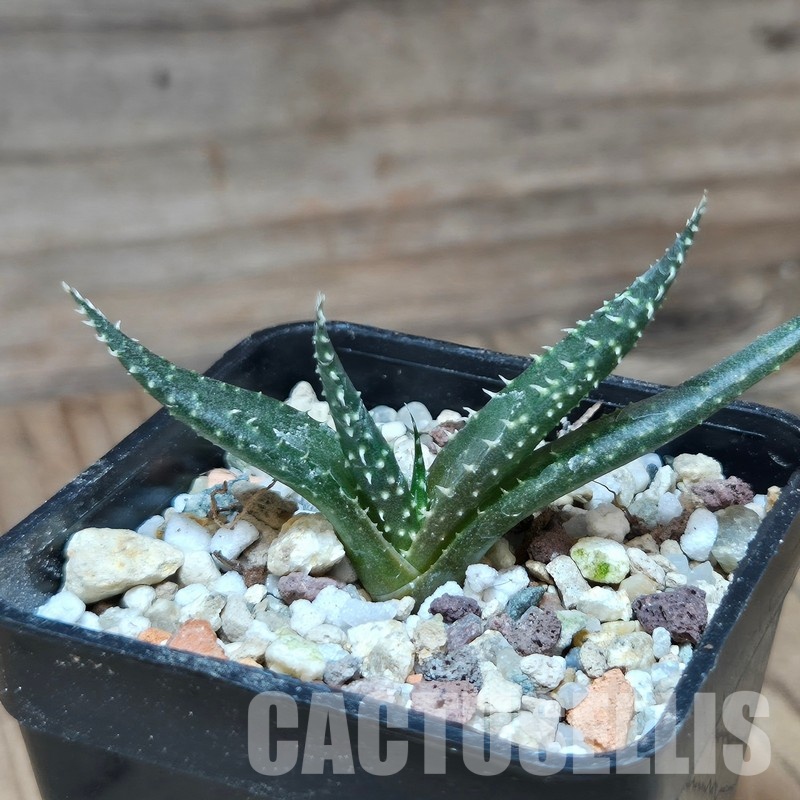 VVG31945 Aloe florenceae seedling