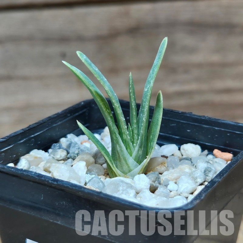 VVG31946 Aloe bowiea seedling