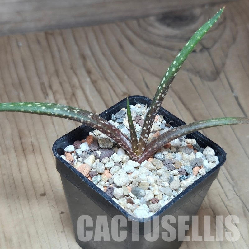 VVG31947 Aloe catengiana -Angola- seedling