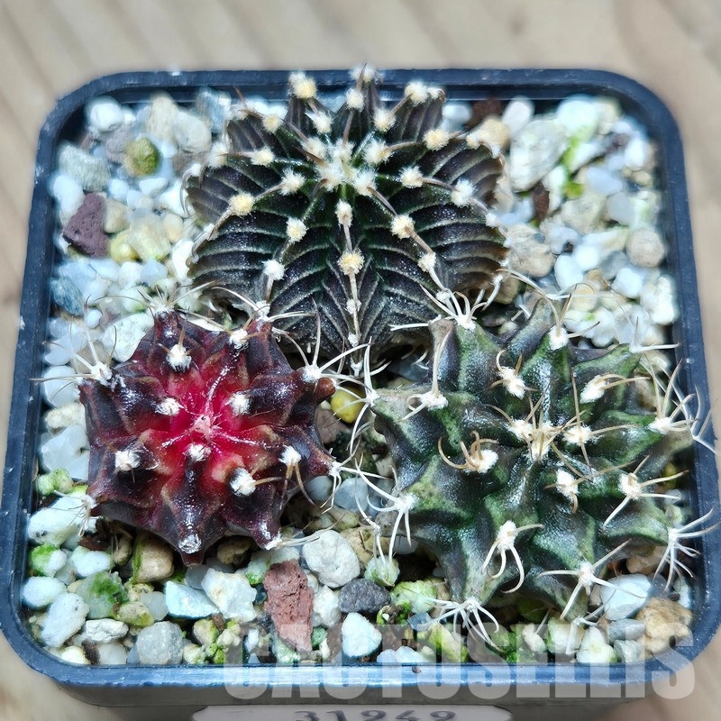 VVG31949 Gymnocalycium mihanovichii+ friedrichii hybrid mix 3 plants seedling