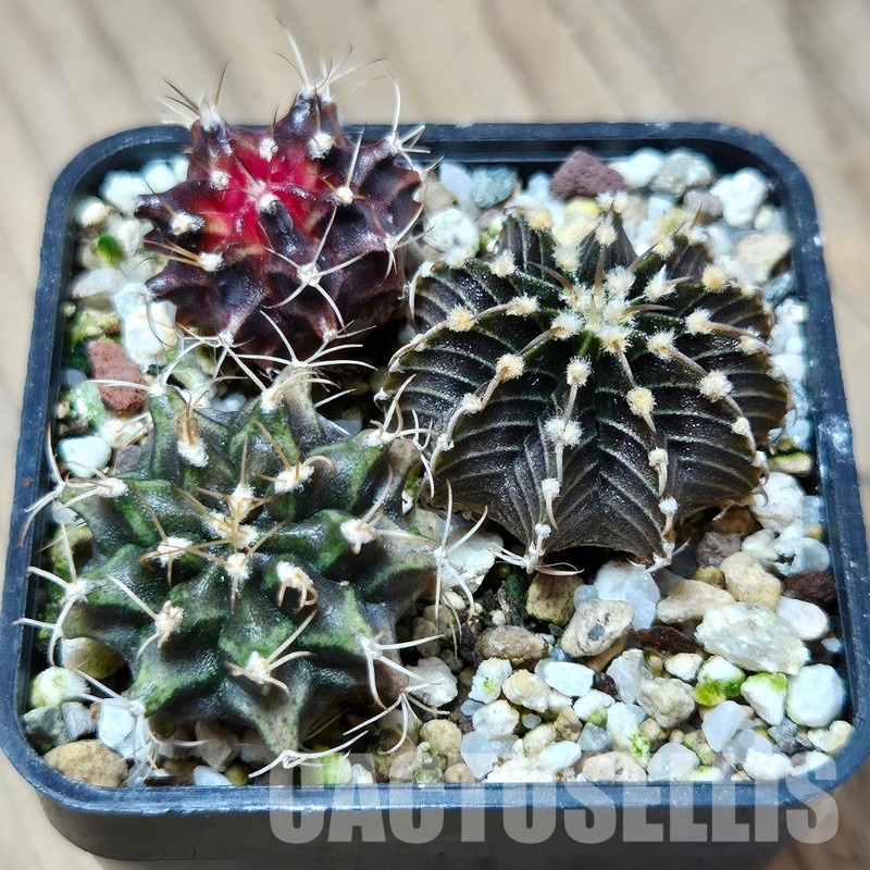 VVG31949 Gymnocalycium mihanovichii+ friedrichii hybrid mix 3 plants seedling - Image 2