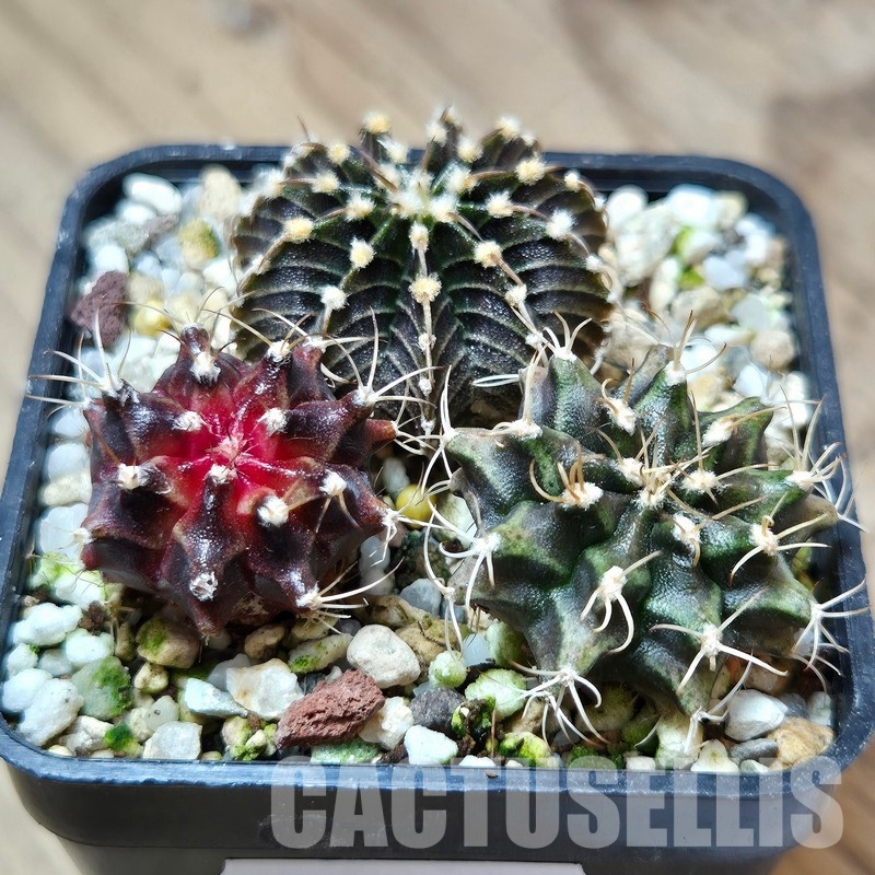 VVG31949 Gymnocalycium mihanovichii+ friedrichii hybrid mix 3 plants seedling - Image 3