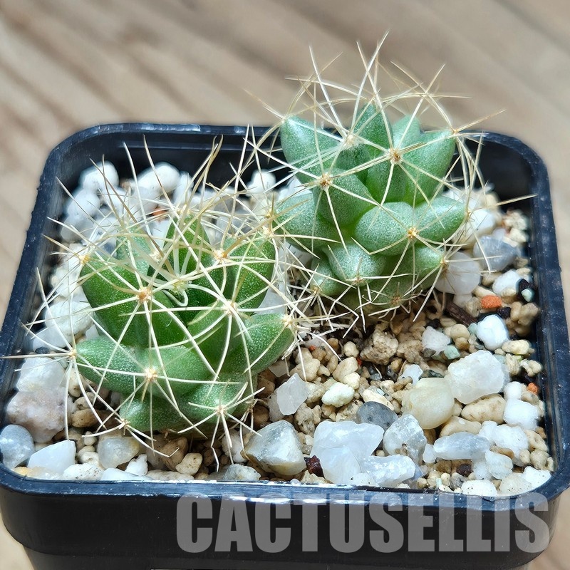 VVG31953 Mammillaria longimamma 2 plants seedling