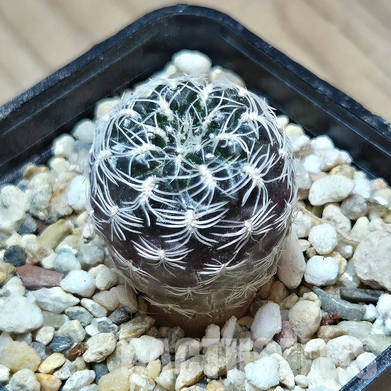 VVG31954 Sulcorebutia roberto-vasquezii seedling