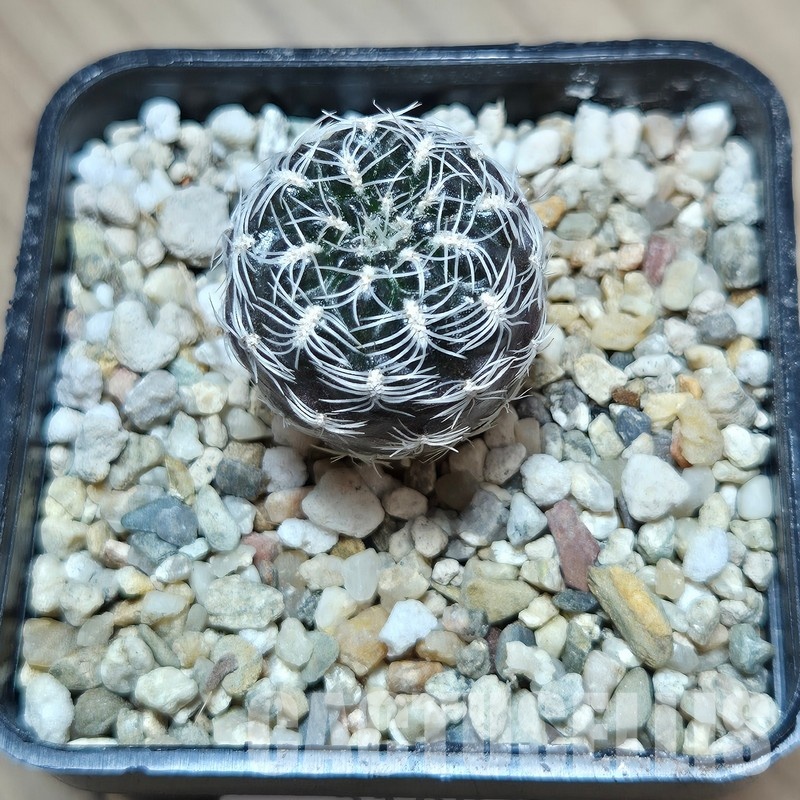 VVG31954 Sulcorebutia roberto-vasquezii seedling - Imagen 2