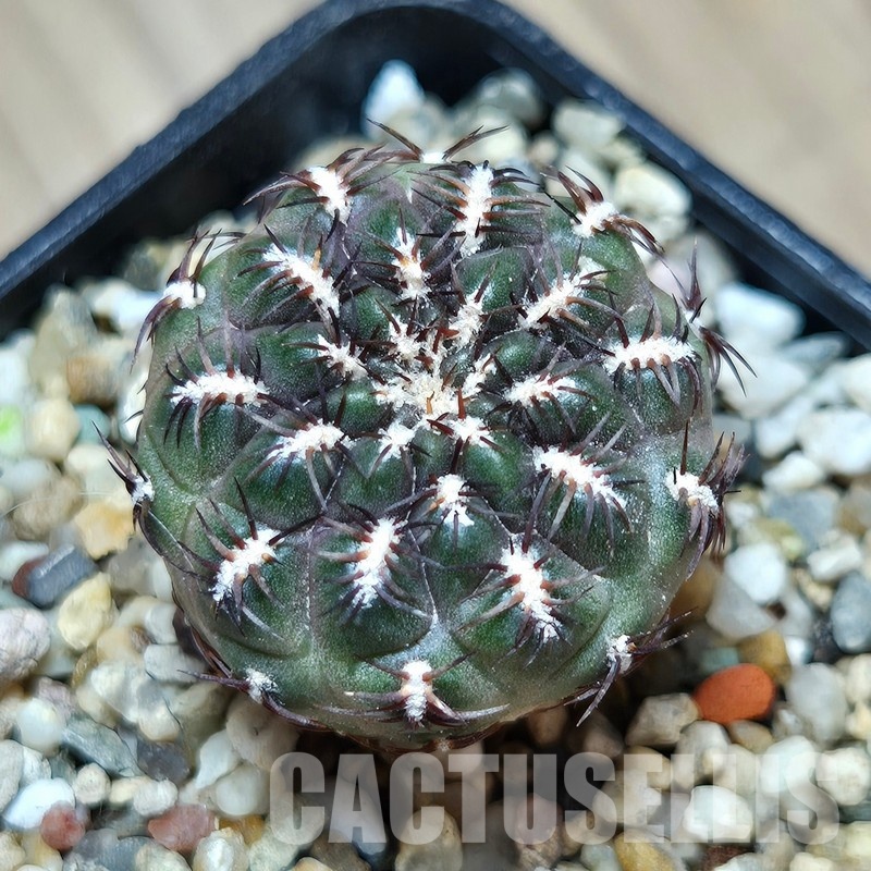 VVG31955 Sulcorebutia unguispina SH1250 seedling
