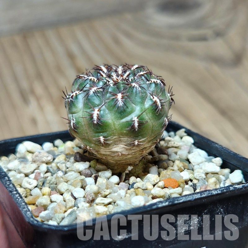 VVG31955 Sulcorebutia unguispina SH1250 seedling – Bild 2