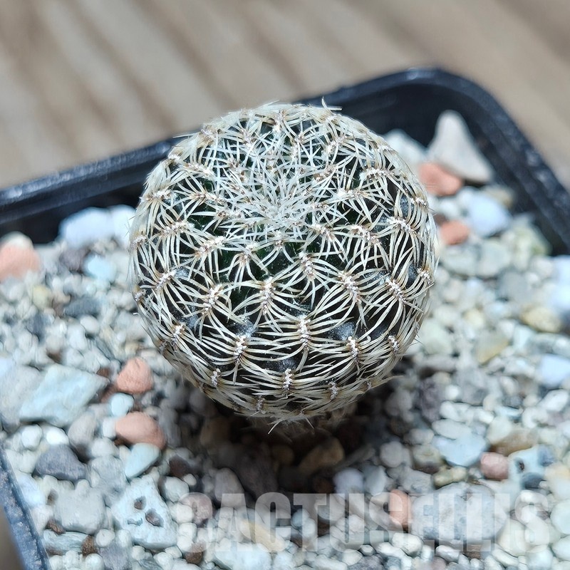 VVG31956 Sulcorebutia sedae RF seedling