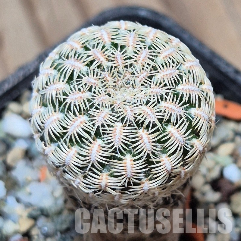 VVG31958 Sulcorebutia purpurea PHA938 seedling