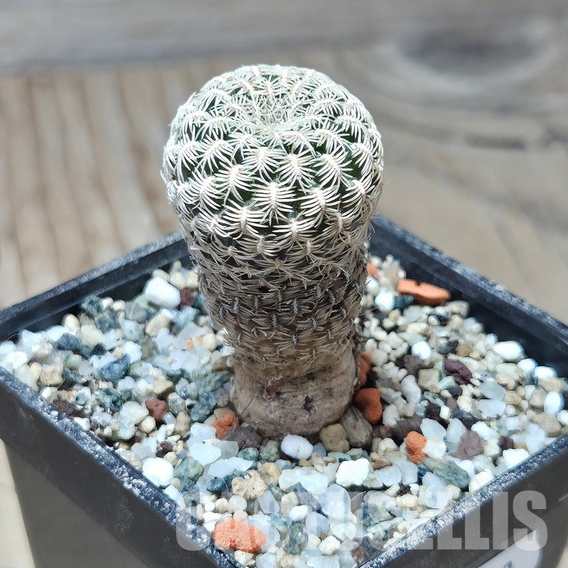 VVG31958 Sulcorebutia purpurea PHA938 seedling - immagine 2