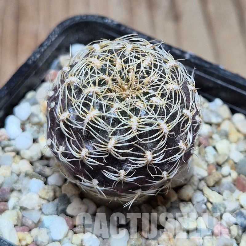 VVG31959 Sulcorebutia  roberto-vasquezii MS seedling