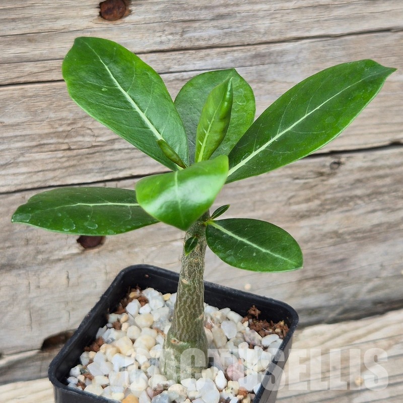 VVG31960 Adenium obesum hybrid mix seedling