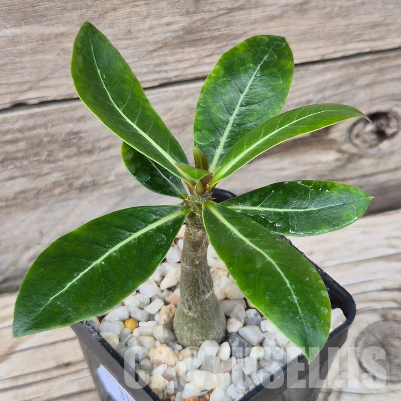 VVG31961 Adenium obesum hybrid mix seedling
