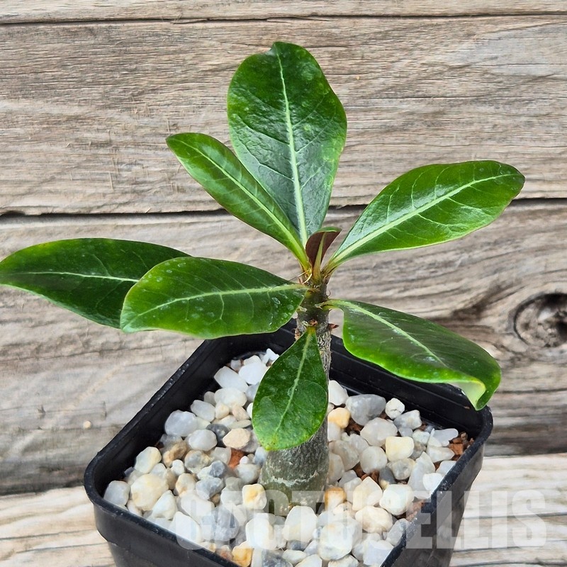 VVG31962 Adenium obesum hybrid mix seedling