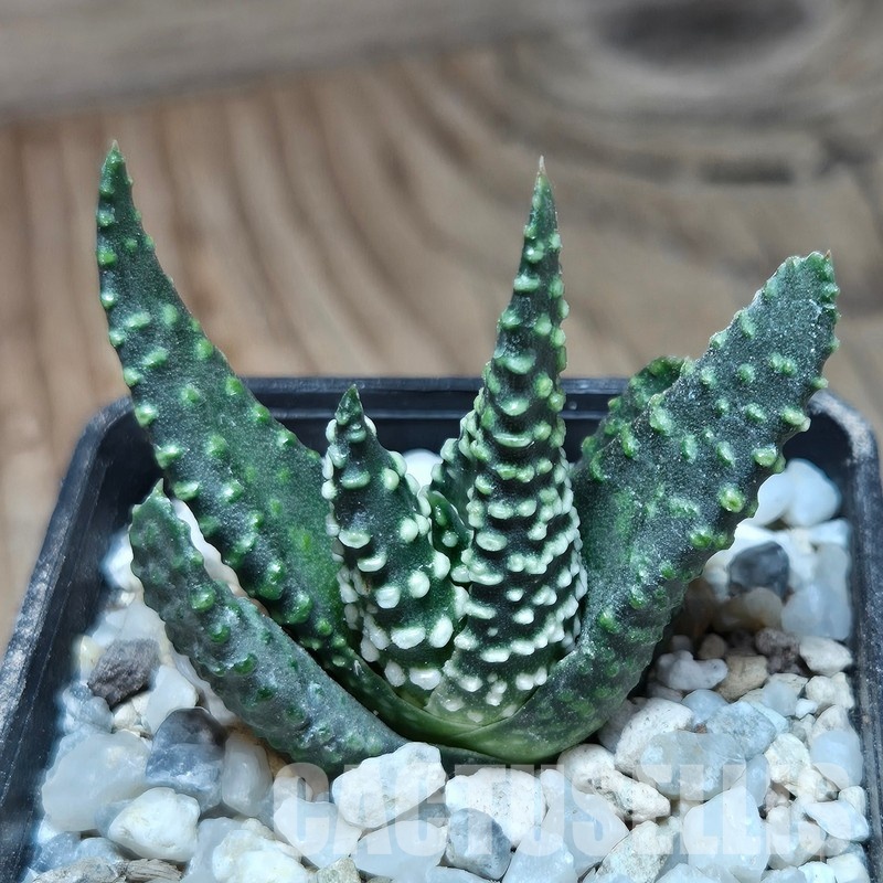 VVG32247 Haworthia maxima -Hear Worcester Airoport- seedling