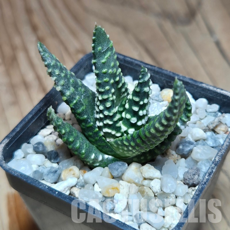 VVG32247 Haworthia maxima -Hear Worcester Airoport- seedling - Image 2